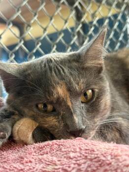 Orchid -  Domestic Short Hair Cat for Adoption in Syracuse, Indiana - Orchid | PetCurious