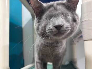Fred -  Domestic Short Hair Cat Available for Adoption in Powell, Ohio - Fred | PetCurious