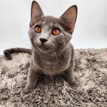 Rescue Domestic Short Hair Cats for Adoption in Bowling Green, Kentucky - Vera | PetCurious