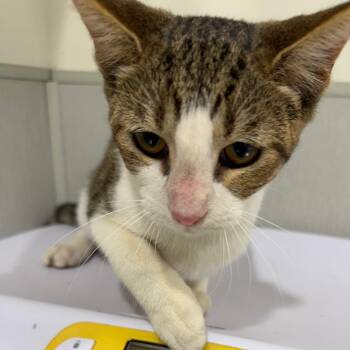 Alvin -  Domestic Short Hair Cat for Adoption in Tampa, Florida - Alvin | PetCurious
