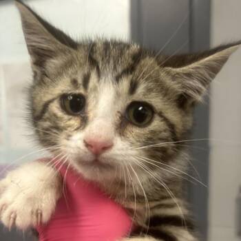 Bryan -  Domestic Short Hair Cat for Adoption in Greenville, South Carolina - Bryan | PetCurious