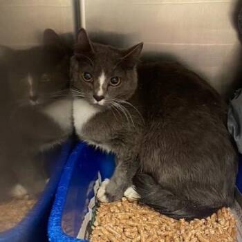 Insta -  Domestic Short Hair Cat for Adoption in Chehalis, Washington - Insta | PetCurious