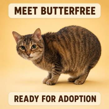Butterfree -  Domestic Short Hair Cat for Adoption in Marshall, Missouri - Butterfree | PetCurious