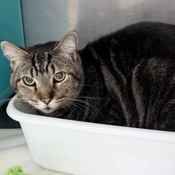 Quiz -  Domestic Short Hair Cat for Adoption in Titusville, Florida - Quiz | PetCurious