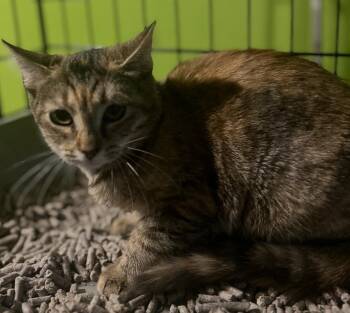 Rescue American Shorthair Cats for Adoption - Tony ( Playful & Sweet) | PetCurious