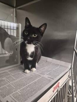 If 09 Nezuko -  Domestic Short Hair Cat for Adoption in Lawrenceville, Georgia - If 09 Nezuko | PetCurious