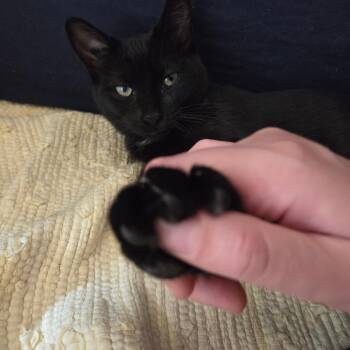 Dolly -  Domestic Short Hair Cat for Adoption in Abbotsford, British Columbia - Dolly | PetCurious