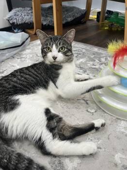 Donny -  Domestic Short Hair Cat for Adoption - Donny | PetCurious