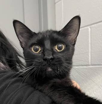 Domestic Short Hair Cats Available for Adoption - Ana | PetCurious