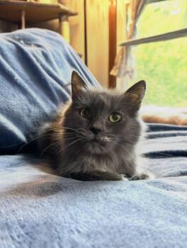 Rescue Domestic Long Hair Cats for Adoption in Ortonville, Michigan - Puddle | PetCurious
