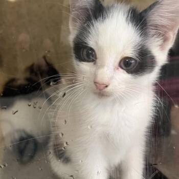 abe -  Domestic Short Hair Cat for Adoption in Philadelphia, Pennsylvania - Abe | PetCurious