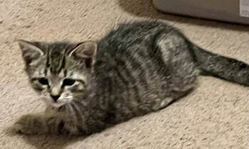 Rescue Tabby Cats for Adoption in Greenville, Delaware - Milan (FCID# 10/20/2025 - 50) KC | PetCurious