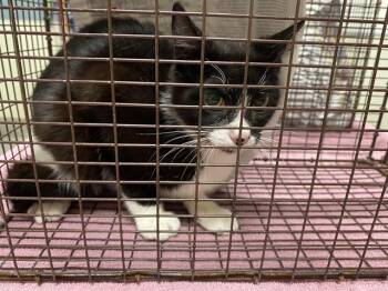 Domestic Short Hair Cats Available for Adoption in Modesto, California - A610037 | PetCurious