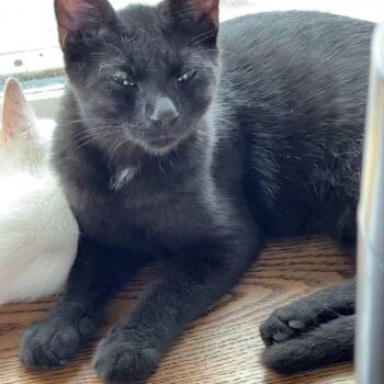 Rescue Bombay Cats for Adoption in Bvl, Florida - PANTHER | PetCurious