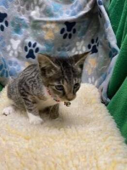 Rescue Domestic Short Hair Cats for Adoption in Winter Haven, Florida - A1247627 | PetCurious