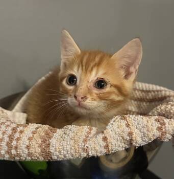 Rescue Domestic Short Hair and Tabby Cats for Adoption in Emerald Isle, North Carolina - Travis | PetCurious