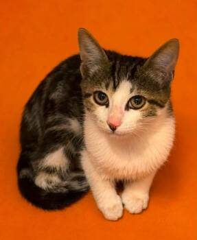 Rogan -  Domestic Short Hair Cat for Adoption in Columbia, Tennessee - Rogan | PetCurious
