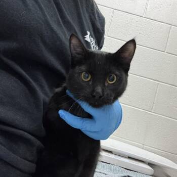 Sassy -  Domestic Short Hair Cat for Adoption in Murray, Utah - Sassy | PetCurious