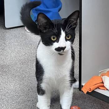 Squirt -  Domestic Short Hair Cat for Adoption in Sarasota, Florida - Squirt | PetCurious
