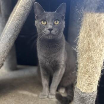 Theodosia -  Domestic Medium Hair Cat for Adoption in Gadsden, Alabama - Theodosia | PetCurious