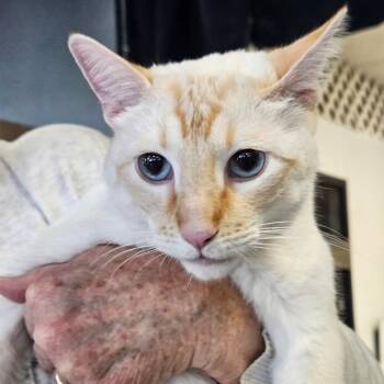 Hugh -  Siamese Cat for Adoption in Las Vegas, Nevada - Hugh | PetCurious