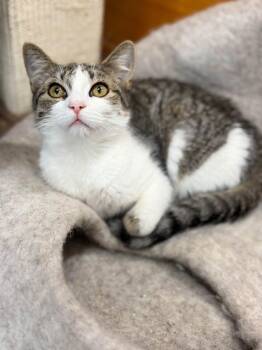 Bridget -  Tabby and Domestic Short Hair Cat for Adoption in Walnut Creek, California - Bridget | PetCurious