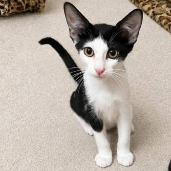 Alfie 54381 -  Domestic Short Hair Cat for Adoption in Las Vegas, Nevada - Alfie 54381 | PetCurious