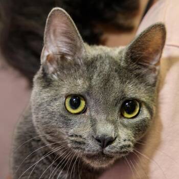 Copernicus -  Domestic Short Hair Cat for Adoption in Versailles, Kentucky - Copernicus | PetCurious