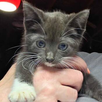 Domestic Short Hair Cats Available for Adoption in Hanna City, Illinois - Chiclet | PetCurious