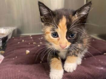 JEAN GREY -  Domestic Short Hair Cat for Adoption in Tustin, California - JEAN GREY | PetCurious