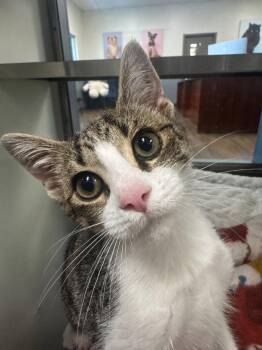 Domestic Short Hair Cats Available for Adoption in Hilton Head Island, South Carolina - Mirasol | PetCurious