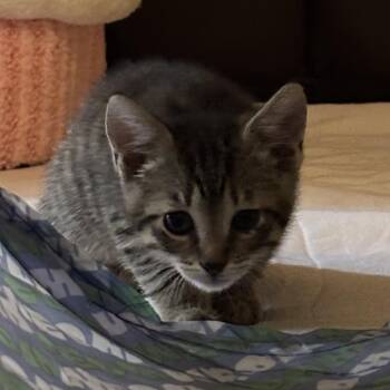 Domestic Short Hair Cats Available for Adoption in Bradenton, Florida - Paisley | PetCurious
