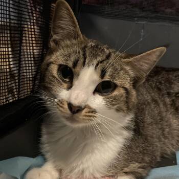 Astrid -  Domestic Short Hair Cat Available for Adoption in San Diego, California - Astrid | PetCurious