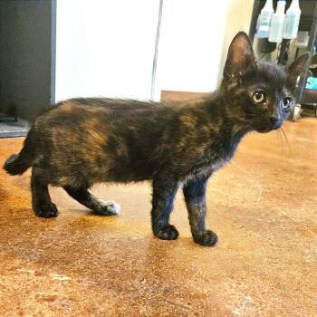 Scarecrow -  Domestic Short Hair Cat for Adoption in Clarksville, Arkansas - Scarecrow | PetCurious