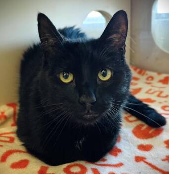 Gizmo -  Domestic Short Hair Cat for Adoption in Buffalo, New York - Gizmo | PetCurious