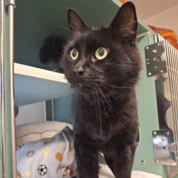 Asparagus -  Domestic Long Hair and Mixed Breed Cat for Adoption in Morristown, Vermont - Asparagus | PetCurious