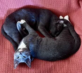 Rescue American Shorthair Cats for Adoption in Apache, Oklahoma - Chloe And Socks | PetCurious