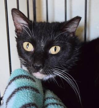 Domestic Short Hair Cats Available for Adoption - Sweet Pea | PetCurious