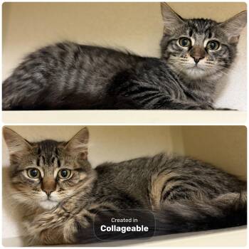 Bear & Fawn-Bonded Pair -  Domestic Long Hair Cat for Adoption in Hudson, New York - Bear & Fawn-Bonded Pair | PetCurious