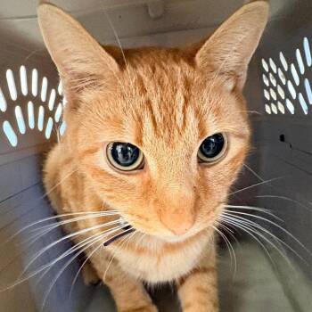 Copper -  Domestic Short Hair Cat for Adoption in Mooresville, North Carolina - Copper | PetCurious