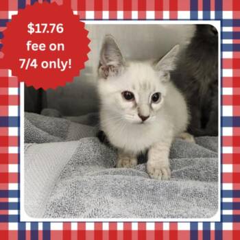 TWIN 2 -  Siamese Cat for Adoption in Santa Cruz, California - TWIN 2 | PetCurious