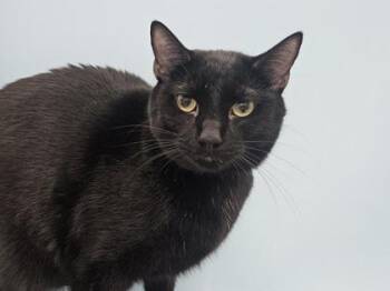 Domestic Short Hair Cats Available for Adoption - Loki | PetCurious