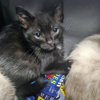 Rescue Domestic Short Hair Cats for Adoption in Wahiawa, Hawaii - Unagi | PetCurious