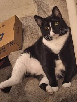 RoughNeck and Oreo -  Domestic Short Hair Cat for Adoption in Wilmington, North Carolina - RoughNeck And Oreo | PetCurious