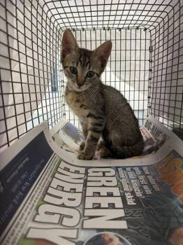 A2478420 -  Domestic Short Hair Cat for Adoption in Fort Lauderdale, Florida - A2478420 | PetCurious