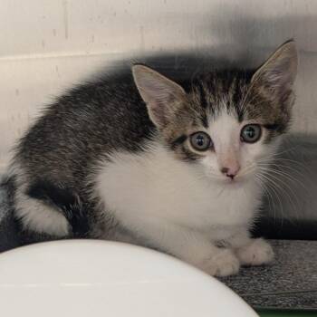 Tarzan -  Domestic Short Hair Cat for Adoption in Emporia, Kansas - Tarzan | PetCurious