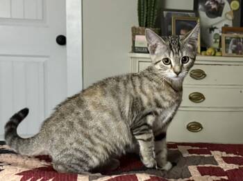 Rescue Tabby Cats for Adoption in Nacogdoches, Texas - GINGER | PetCurious