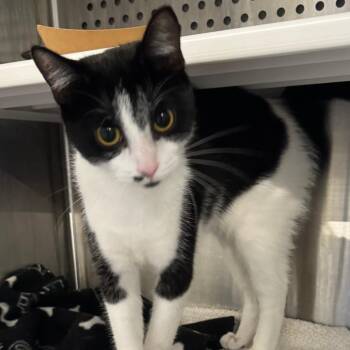 Maggie Magpie -  Domestic Short Hair Cat for Adoption in Dearborn, Michigan - Maggie Magpie | PetCurious