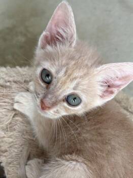 Tattooine -  Domestic Short Hair Cat for Adoption in Raleigh, North Carolina - Tattooine | PetCurious