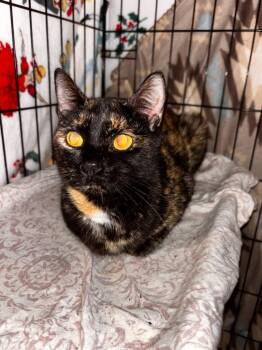 Gracie May -  Domestic Short Hair Cat for Adoption in Darien, Georgia - Gracie May | PetCurious